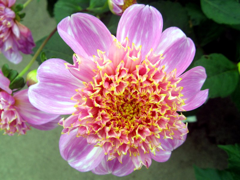 _A(Dahlia)