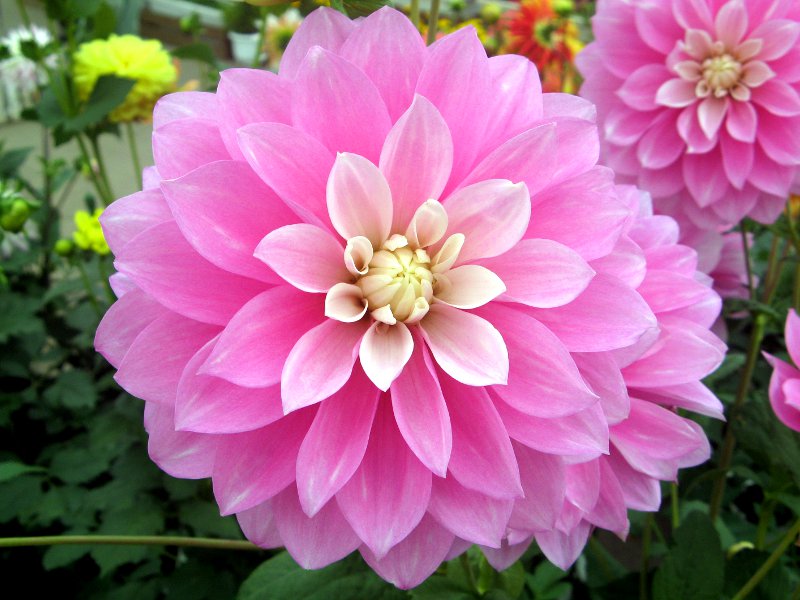 _A(Dahlia)