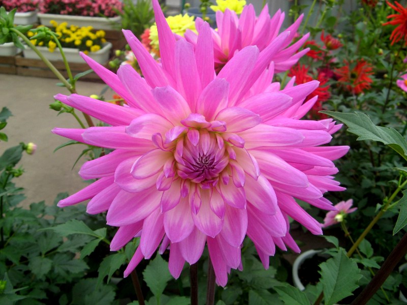 _A(Dahlia)