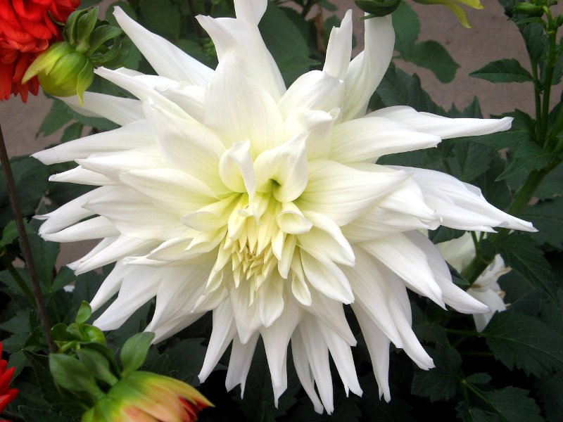 _A(Dahlia)