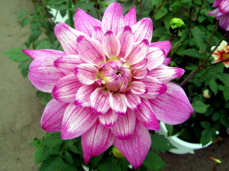 _A(Dahlia)