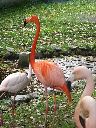 フラミンゴ フィギュア 置物 ラージサイズ Flamingo Figurine