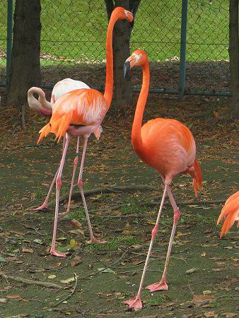 フラミンゴ(Flamingo)【かぎけんWEB】