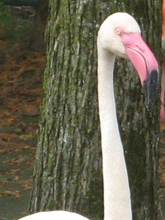 フラミンゴ Flamingo かぎけんweb