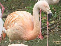 `t~S(Chile Flamingo)