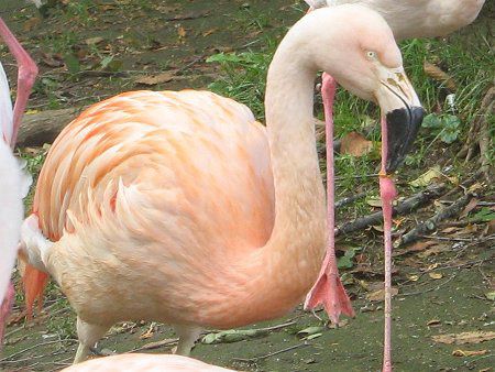 フラミンゴ(Flamingo)【かぎけんWEB】