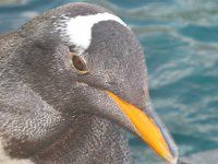 WFc[yM(Gentoo Penguin)