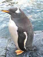 WFc[yM(Gentoo Penguin)