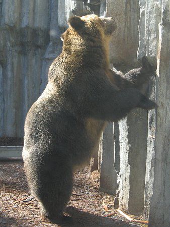 エゾヒグマ 蝦夷樋熊 かぎけんweb