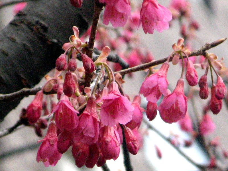 ヒカンザクラ 緋寒桜 かぎけんweb