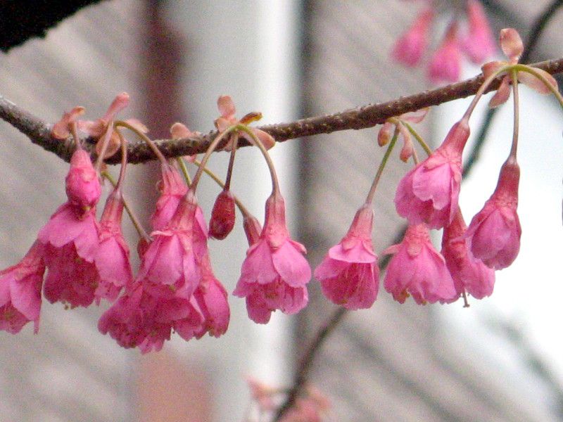 ヒカンザクラ 緋寒桜 かぎけんweb