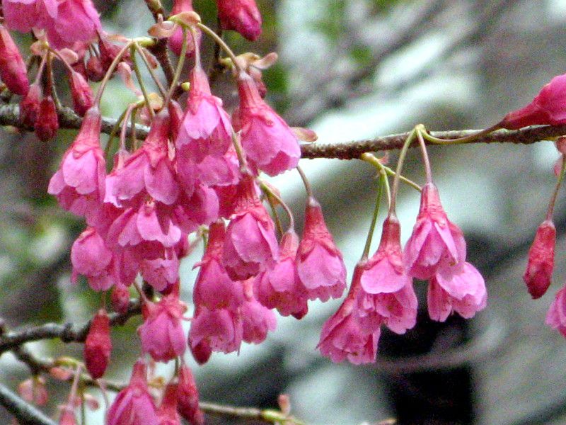 ヒカンザクラ 緋寒桜 かぎけんweb