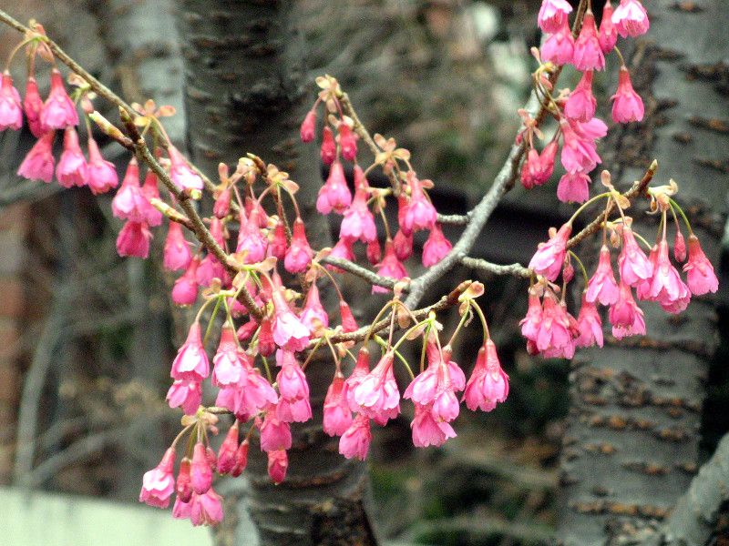 ヒカンザクラ 緋寒桜 かぎけんweb