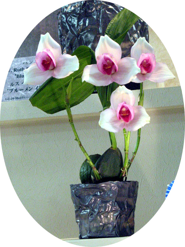 lycaste-elizabeth-powell-maki_large