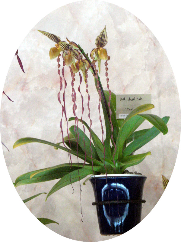 paph-angel-hair