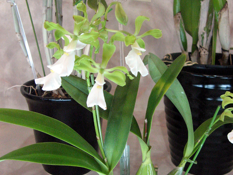 epi-athopurpureum-valba