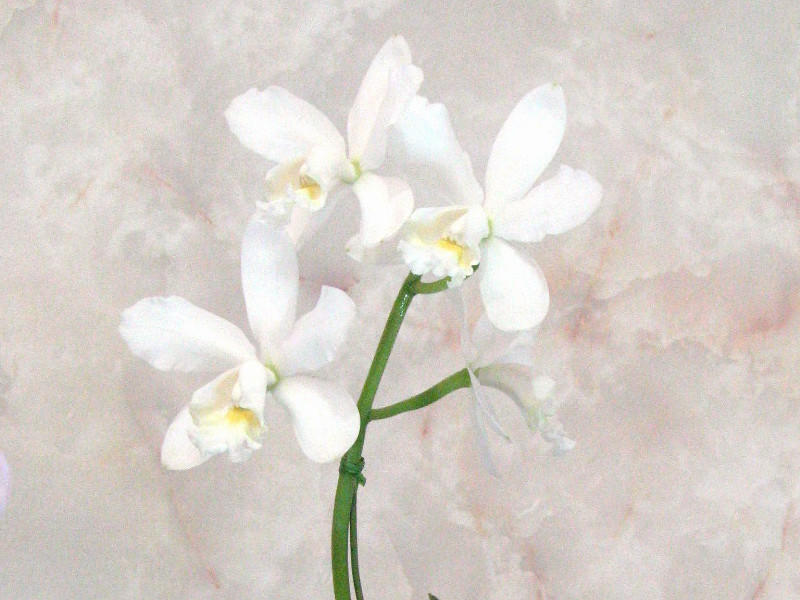 cattolea-marisabei-delas-casa