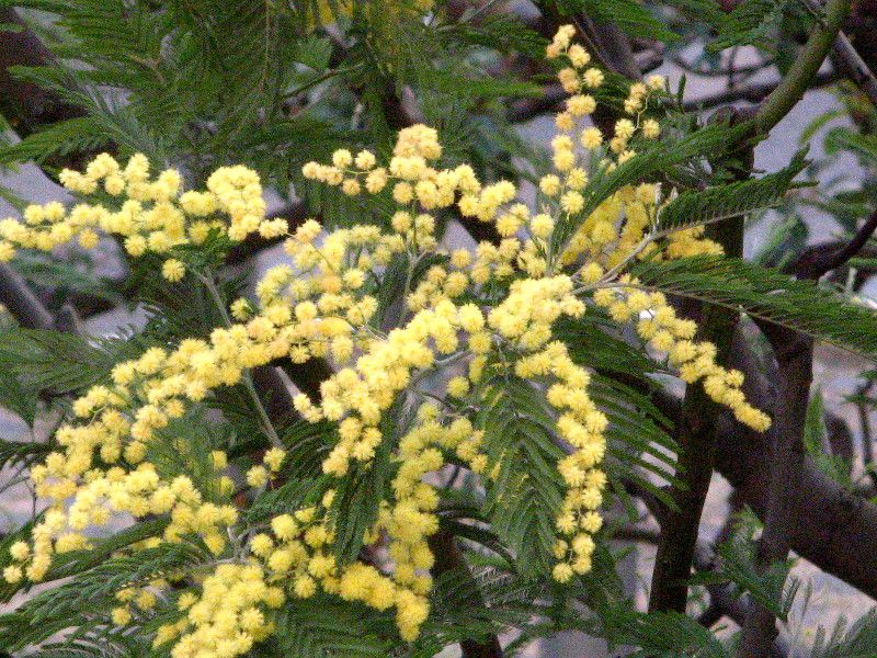 AJVA(Acacia)