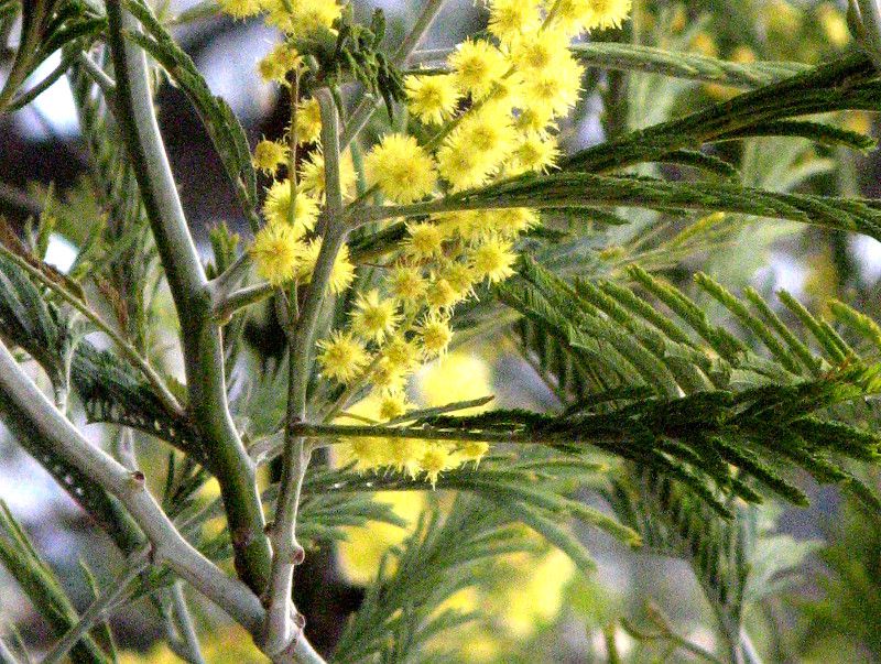 AJVA(Acacia)