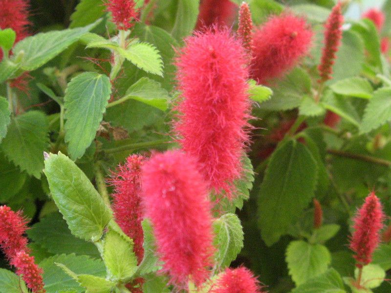 AJt@EqXs_(Acalypha hispida)