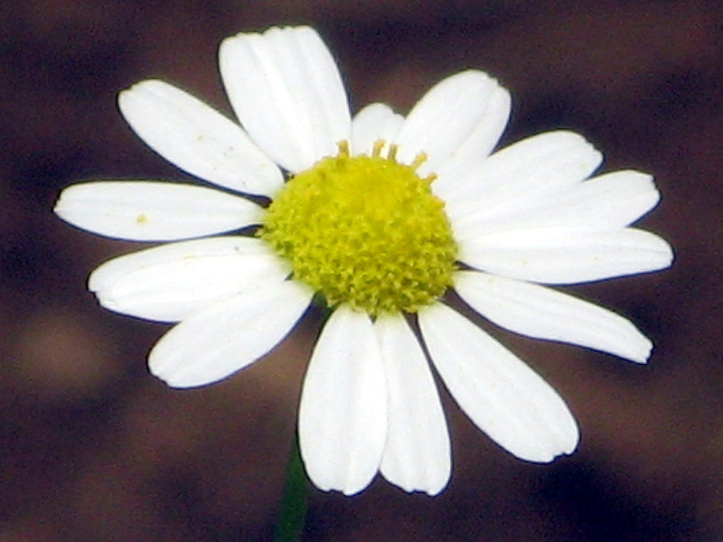 J~[(Chamomile)