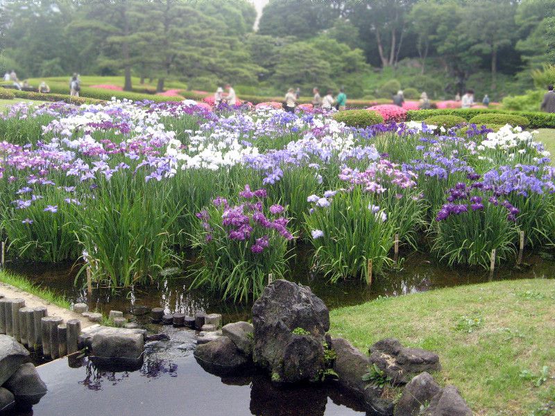 ハナショウブ（花菖蒲）