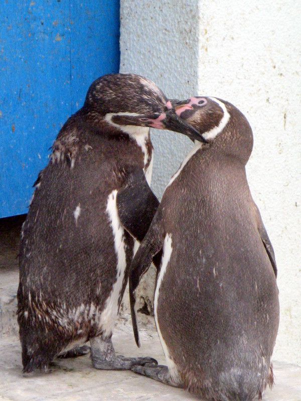 t{gyM(Humboldt Penguin)
