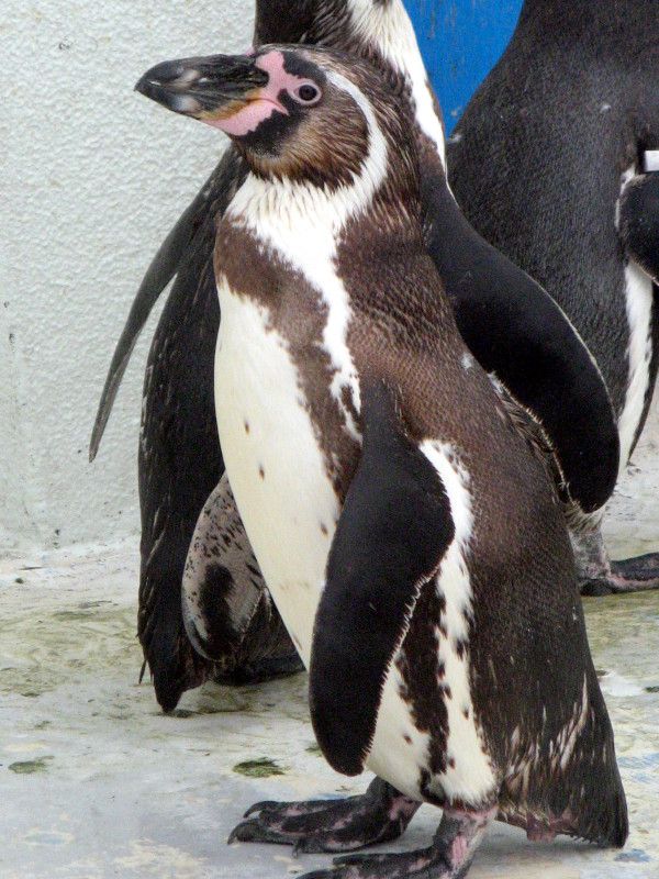 t{gyM(Humboldt Penguin)