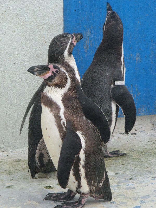 t{gyM(Humboldt Penguin)