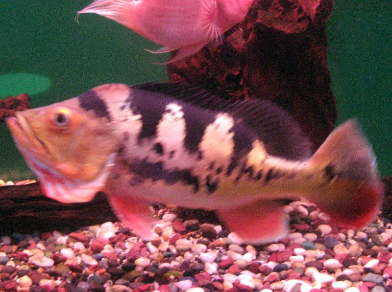 Eye spot cichlid