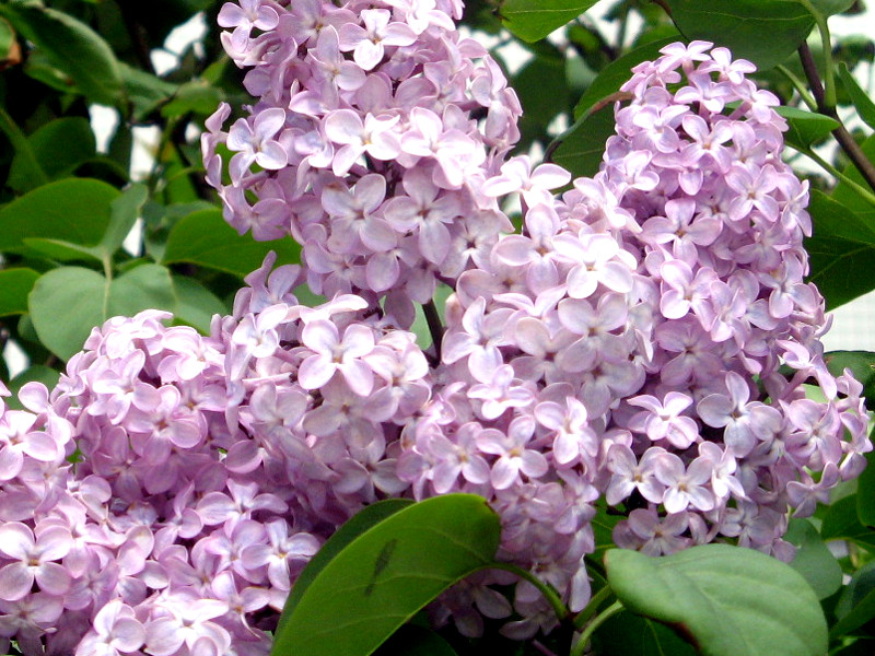 ライラック Lilac かぎけんweb