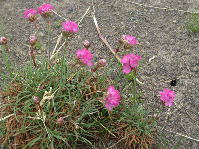 AA(Armeria)