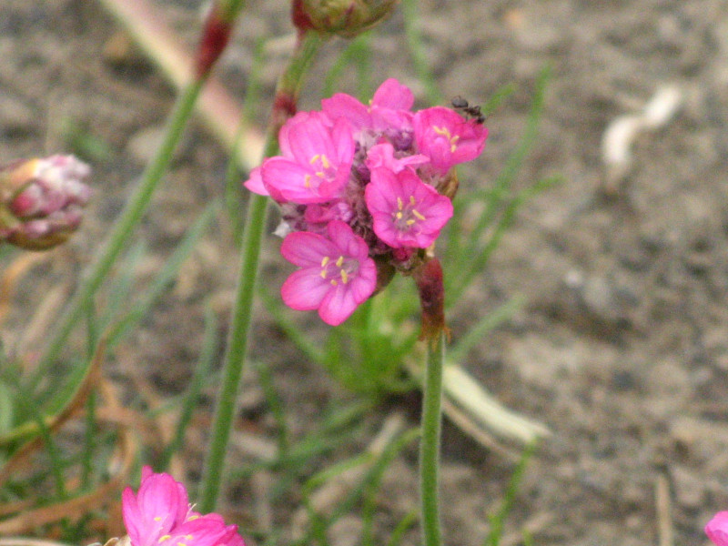 AA(Armeria)