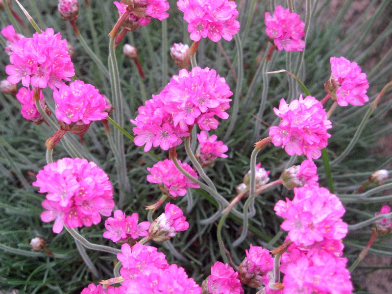 AA(Armeria)