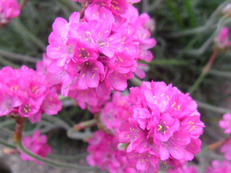 アルメリア Armeria かぎけんweb