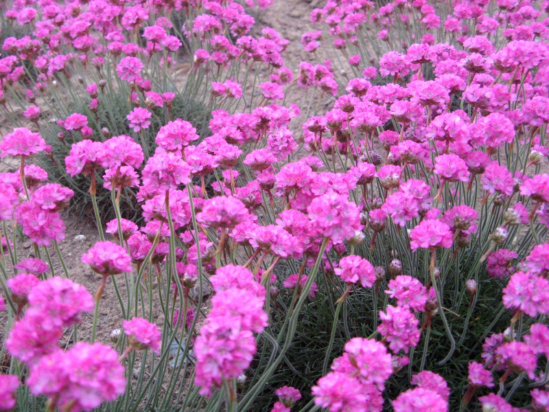AA(Armeria)