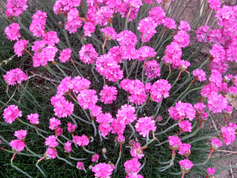 AA(Armeria)