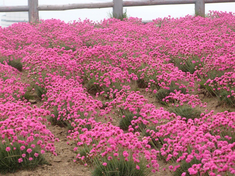 AA(Armeria)