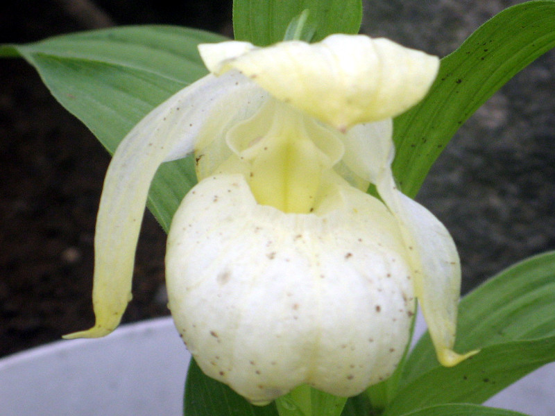 礼文島の花（2007年6月23日）【かぎけんWEB】