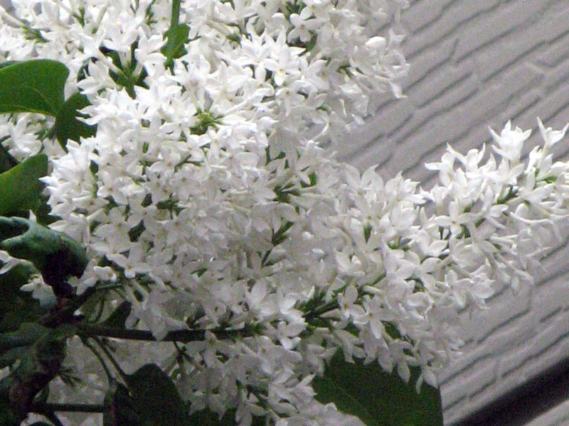 ライラック白花