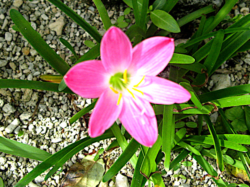 [tBTXEOfBt[(Zephyranthus grandiflora)
