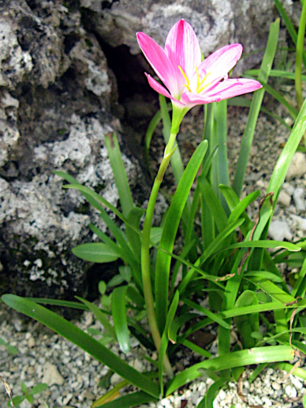 [tBTXEOfBt[(Zephyranthus grandiflora)