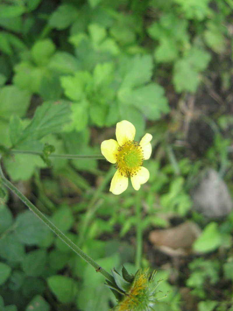 QE(Geum)