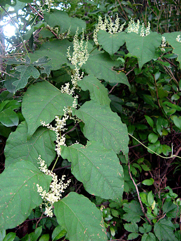 イタドリ 虎杖 かぎけんweb イタドリ 虎杖 かぎけんweb