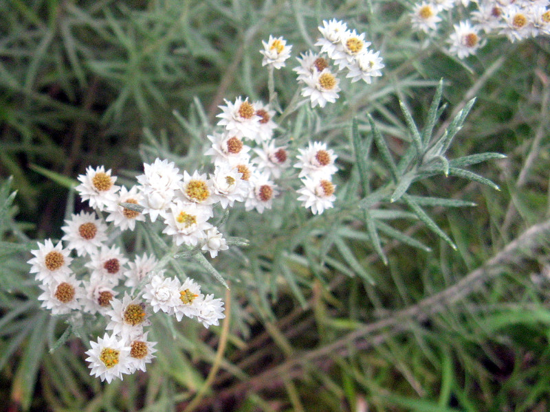 y\p\JXP[hipaper cascadej