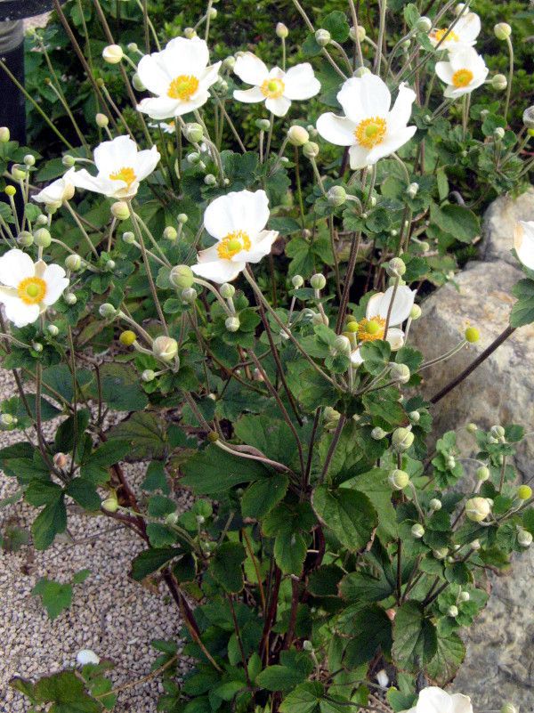 シュウメイギク 秋明菊 かぎけんweb