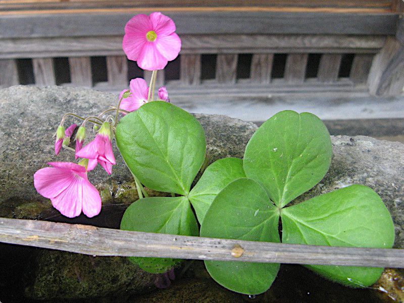 オキザリス ボーウィ Oxalis Bowiei かぎけんweb