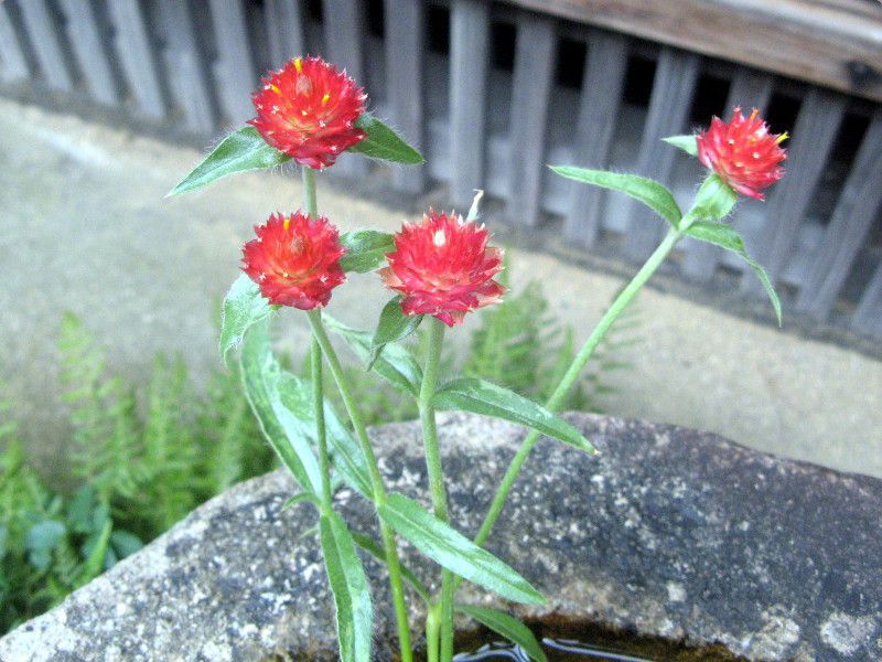 センニチコウ 千日紅 かぎけんweb センニチコウ 千日紅 かぎけんweb