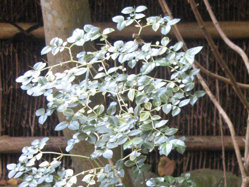 �A���h�I�V