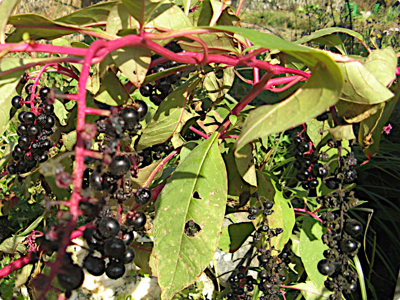 EV}S{E>
<br>EV}S{E</a>

</p>



	
<div width=